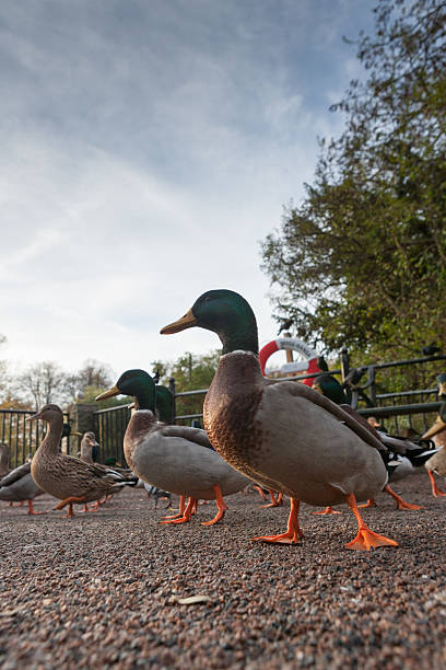 istock Profile of a Duck Posing in Lund Stadspark 530162999