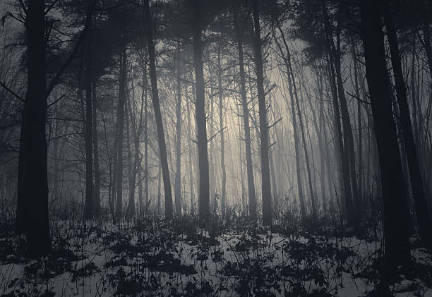 Fogged forest as night approaches