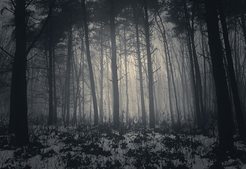 dark misty forest with fog in winter