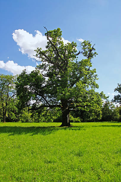 istock Old tree overgrown with green leaves on a grassy meadow 530163659