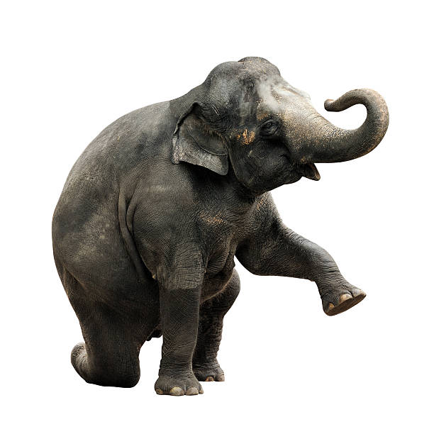 éléphant d'asie - trumpeting photos et images de collection