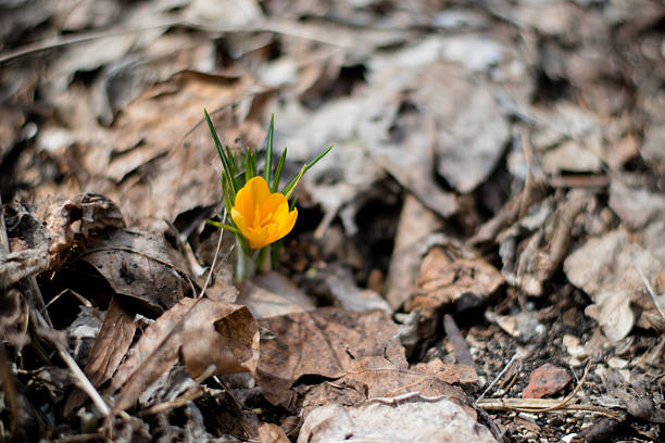 amarilla flor azafrán - equinoccio de primavera fotografías e imágenes de stock