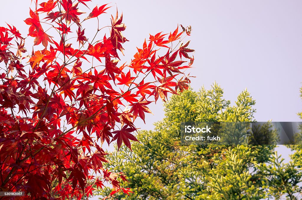 Vibrant colors of autumn trees. Autumn Stock Photo