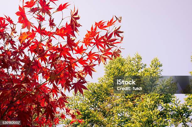 Vibrant Colors Of Autumn Trees Stock Photo - Download Image Now - Autumn, Backgrounds, Beauty