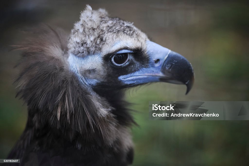 Eagle Animal Stock Photo