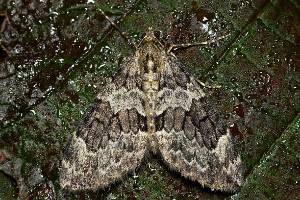 pícea-carpete (thera britannica) mariposa - inchworm imagens e fotografias de stock
