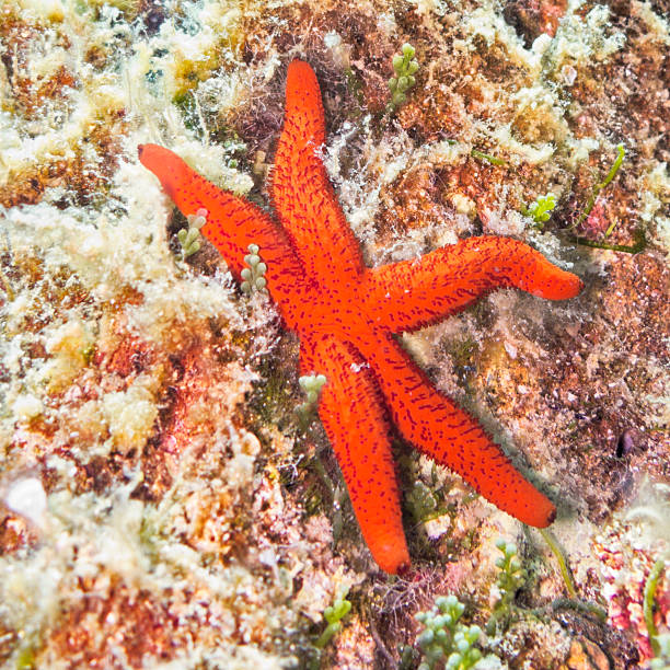 istock Red Starfish Under Sea, Thailand 530183153