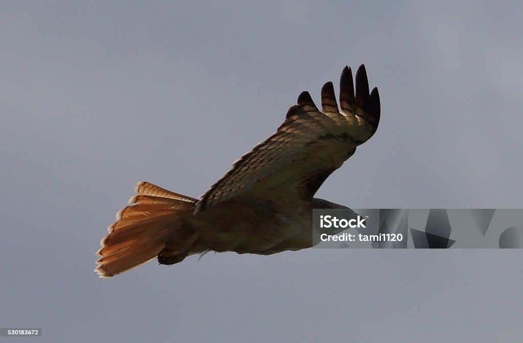 Wild Hawk In Flight Single Redtailed Hawk Flying 11 Stock Photo - Download Image Now ...