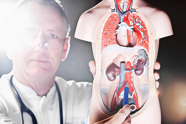 istock Mature doctor pointing at aorta abdominalis 530184117