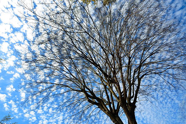 Free picture: Line of deciduous trees under blue sky