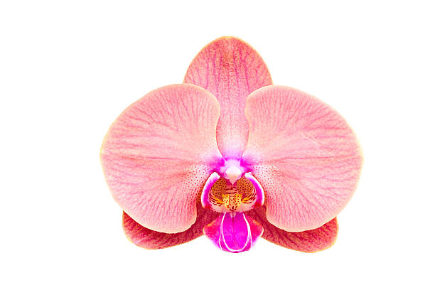 istock Close-up orchid isolated on white, Phalaenopsis orchid 530184745