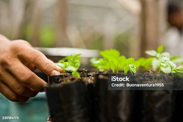 Greenhouse Stock Photo - Download Image Now - Dirt, Flower Pot, Gardening