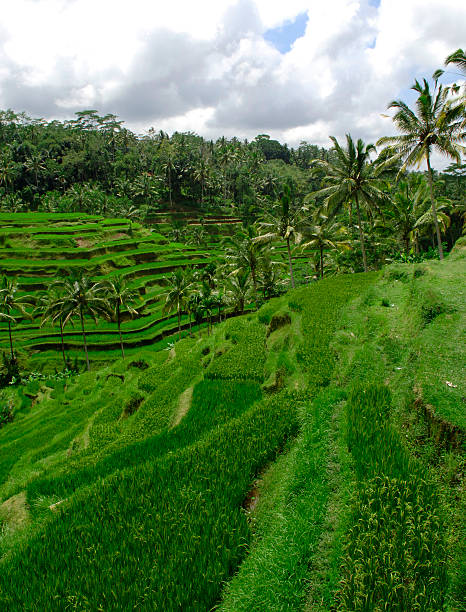 istock Rice Terraces near Ubud town , Bali, Indonesia 530185367