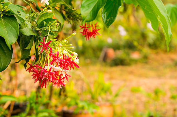 drunen seemann, rangun creeper (quisqualis indica l.). - drunen stock-fotos und bilder