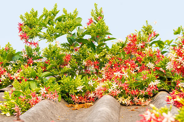 drunen seemann, rangun creeper (quisqualis indica l.). - drunen stock-fotos und bilder