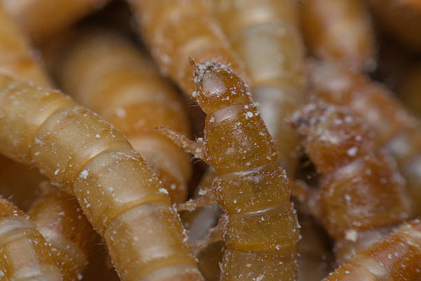 istock Macro of Mealworm in a farm 530185710
