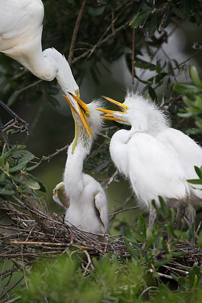 istock Great Egret chicks in the nest 530186219