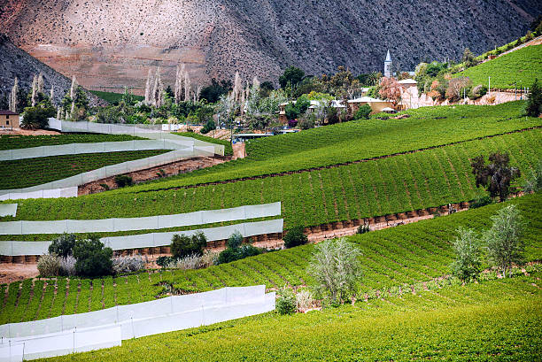 elqui valley, анды часть пустыня атакама, чили - coquimbo region стоковые фото и изображения