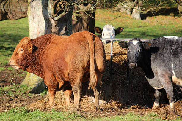 istock Orange cow image, South Devon bull, Black Hereford cattle grazing 530186443