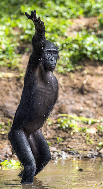 istock Chimpanzee Bonobo standing on her legs and hand up. 530186476