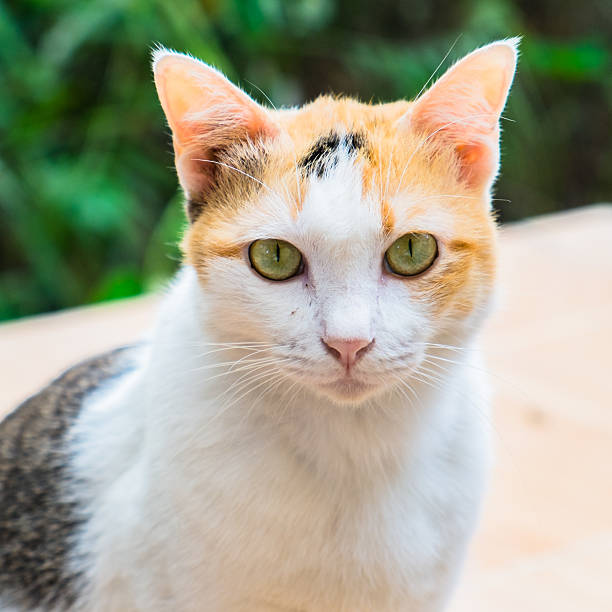 istock Portrait of Thai cat 530186871