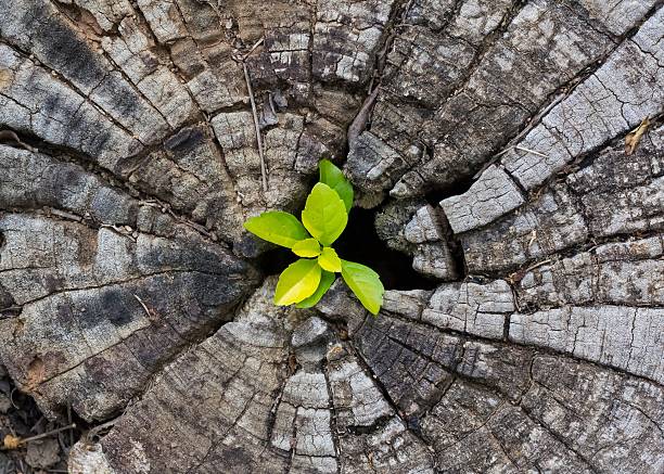 istock Plant Growing in Wood 530187149