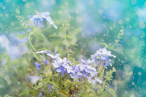 Fresh flowers and
