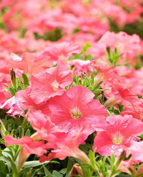 istock Close up Pink Flower field,Spring background 530187504