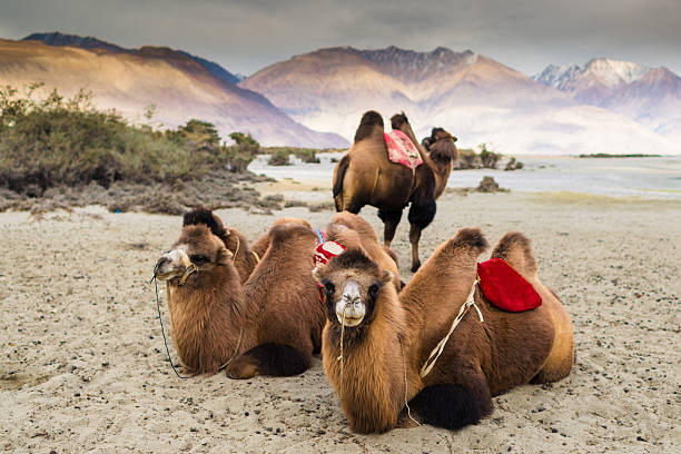 camelo está esperando para os turistas em nubra valley, leh. - bactrian camel - fotografias e filmes do acervo