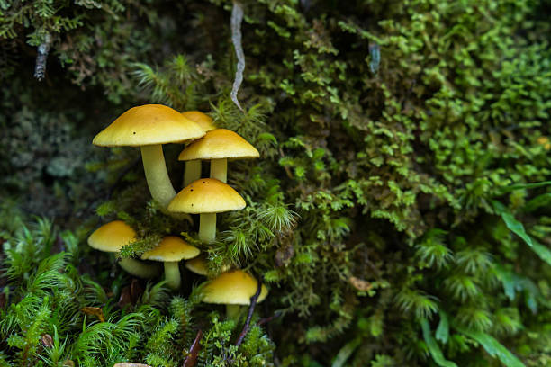 森のキノコのケプラートラック - fungus nature orange agaric toxic substance ストックフォトと画像