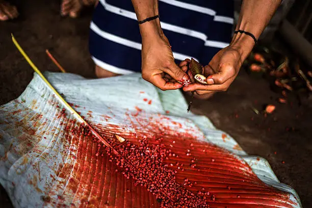 Indian man Colorados (Los Tsachila) tribe in national clothes paints hair and body with juice of plants achiote for ritual purposes