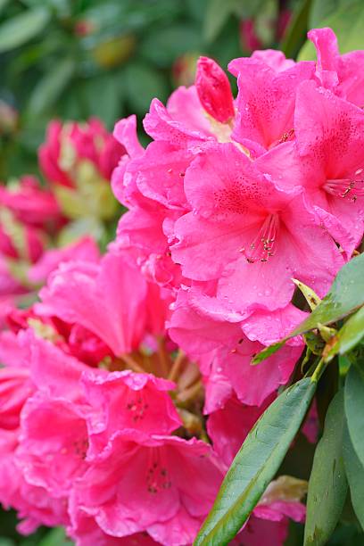 istock Pink Rhododendron with Water drops 530189492