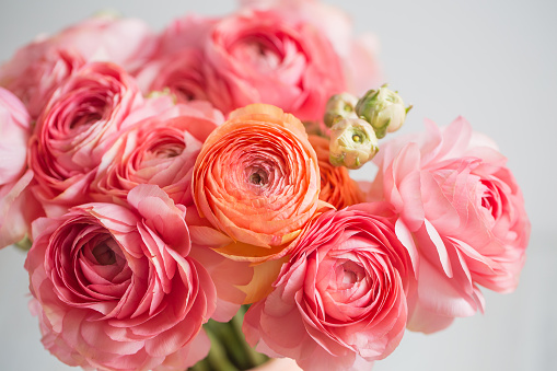 bunch of pale pink ranunculus persian buttercup light background, wooden surface. glass vase.  spring, summer