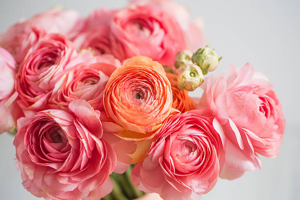 bunch of pale pink ranunculus persian buttercup light background, wooden bunch of pale pink ranunculus persian buttercup light background, wooden surface. glass vase. spring, summer buttercup family stock pictures, royalty-free photos & images