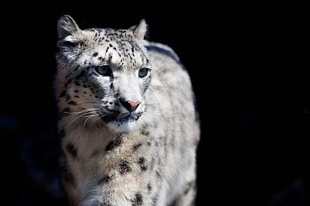 istock snow leopard close up portrait 530190390