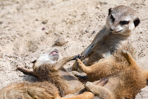istock african meerkats portrait while fighting 530190848