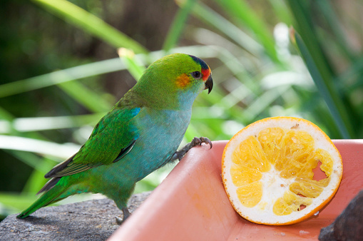 Colourful purple crowned lorikeet feeding on an orange in food tray in an outdoor setting with blurred green grass background.