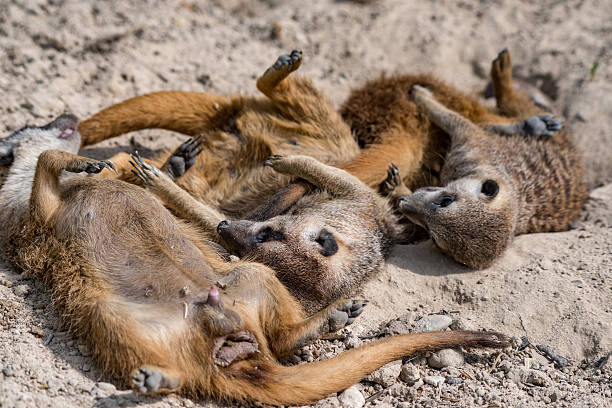 istock african meerkats portrait while fighting 530190874