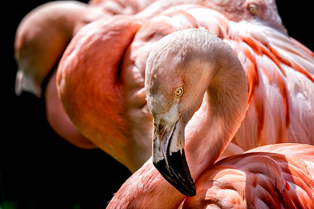 istock pink flamingo close up portrait 530190890