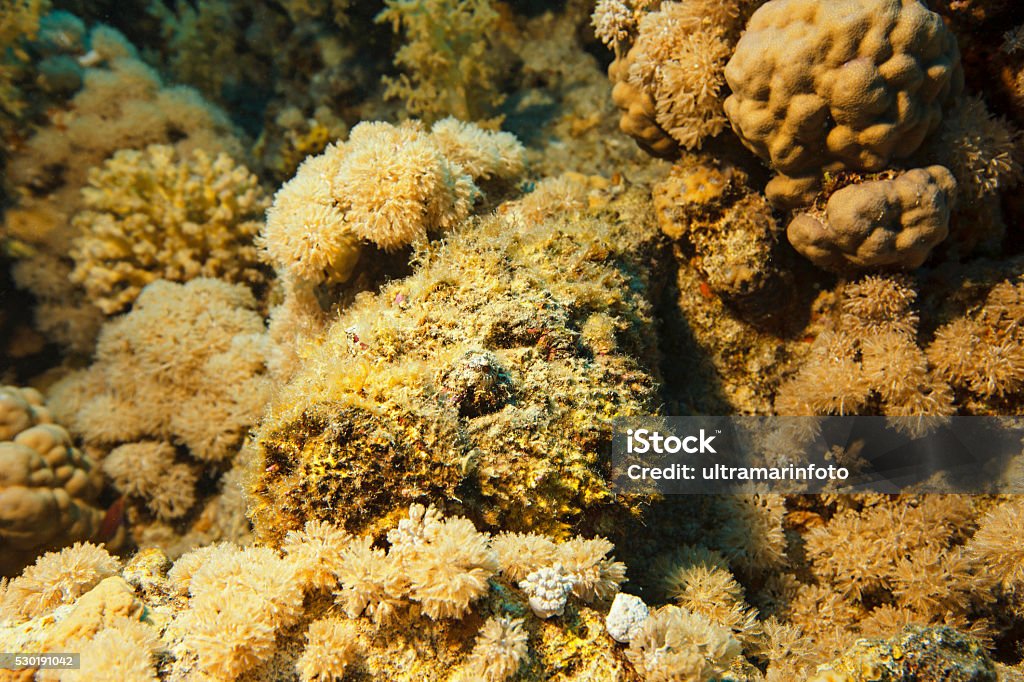 Stonefish Underwater Sea Life Coral Reef Stock Photo - Download Image ...