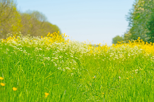 Nature Lovers. Mom and Daughter Play in Green Meadow on a Spring Day. Teach Gen Alpha Kids to Love Nature.