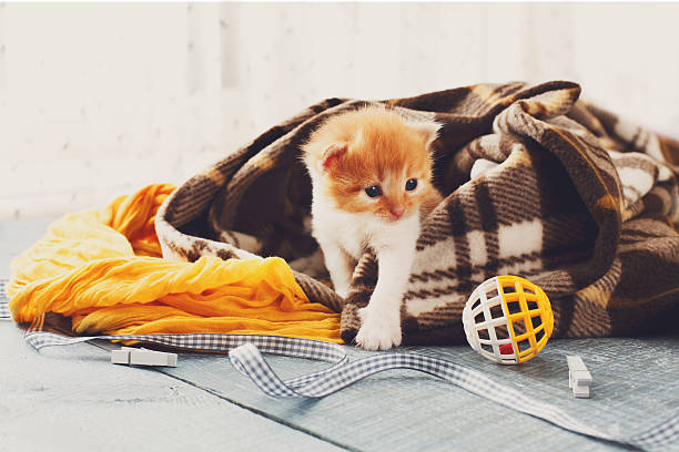 istock Red orange newborn kitten in a plaid blanket 530191884