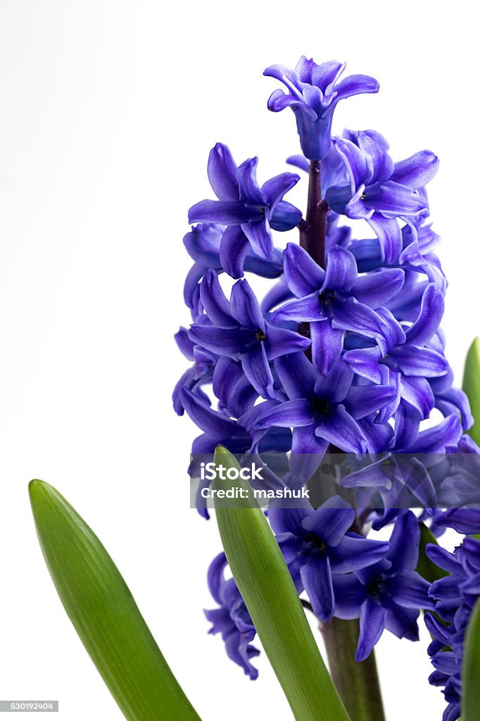 Foto de Jacinta Flor e mais fotos de stock de Azul - Azul, Botânica -  Assunto, Cabeça da flor - iStock