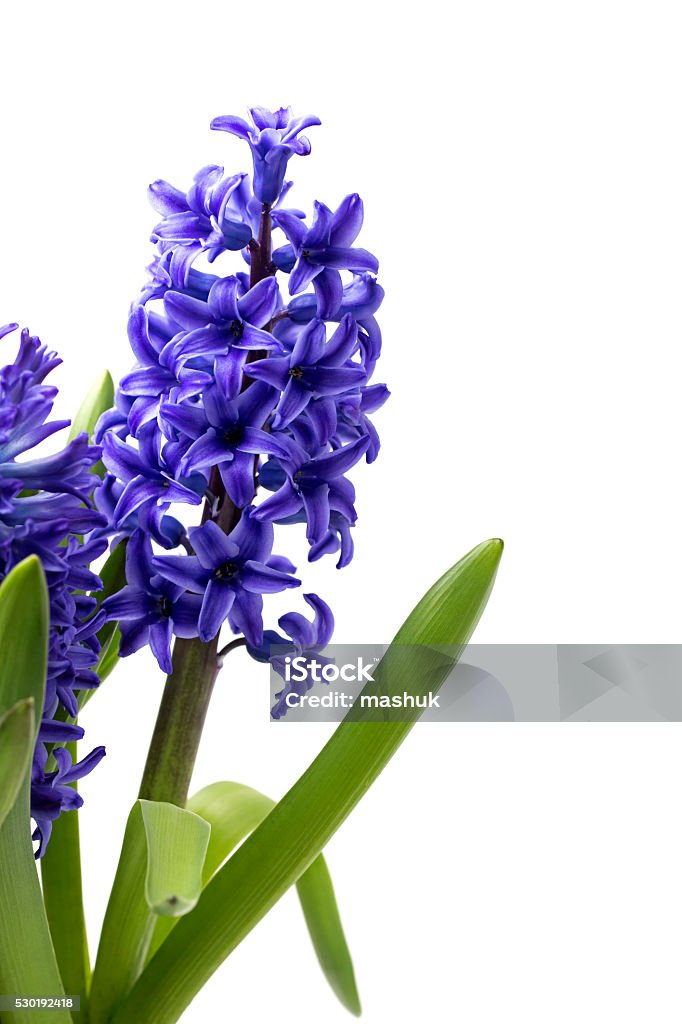 Foto de Jacinta Flor e mais fotos de stock de Azul - Azul, Botânica -  Assunto, Cabeça da flor - iStock