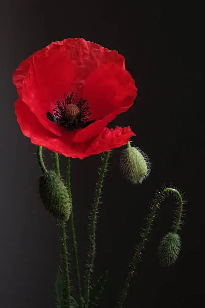 Red poppy isolated on a dark background.