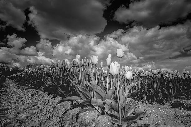 istock Tulip bulbs in Dutch landscape 530193494