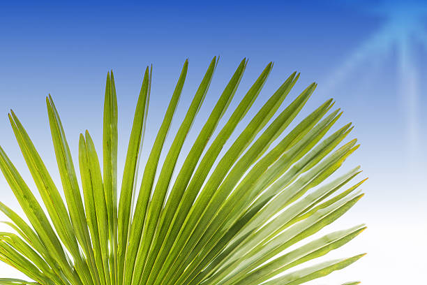 grün blätter der palmen - rainforest palm tree leaf plant stock-fotos und bilder