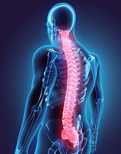 3 d ilustración de la columna vertebral, concepto médico. - espalda partes del cuerpo fotografías e imágenes de stock