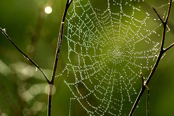 istock Cobwebs on the grass with dew drops 530195284