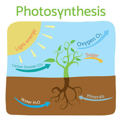Photosynthesis diagram. Schematic illustration of the photosynthesis process. 